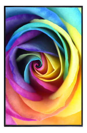 Wall Art Rose